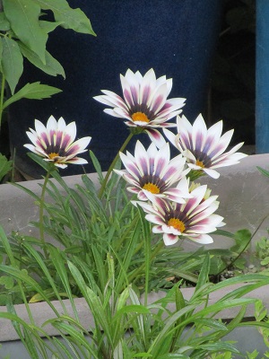 gazania.jpg