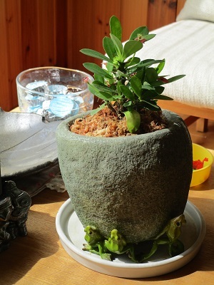 kaerunoyokkorashobachi6.jpg