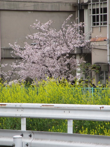 kawagisinosakura.jpg