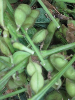 miyosiedamame10.jpg