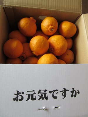 okamotomikann.jpg