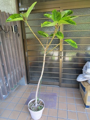 ゴムの木の取り木と挿し木 社長ブログ 岡山県倉敷市の工務店ユーリン ホーム